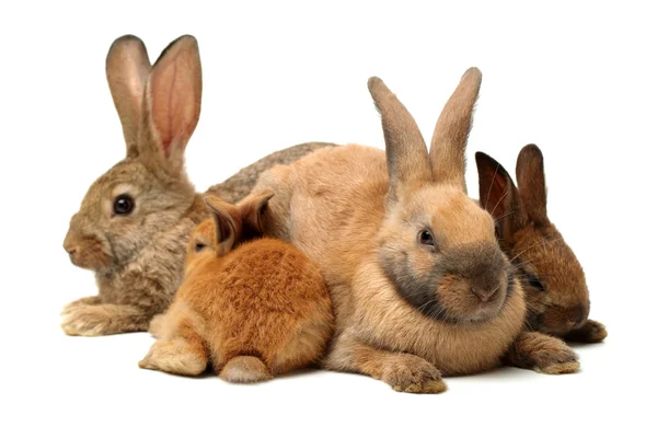 Schattige harige konijnen — Stockfoto