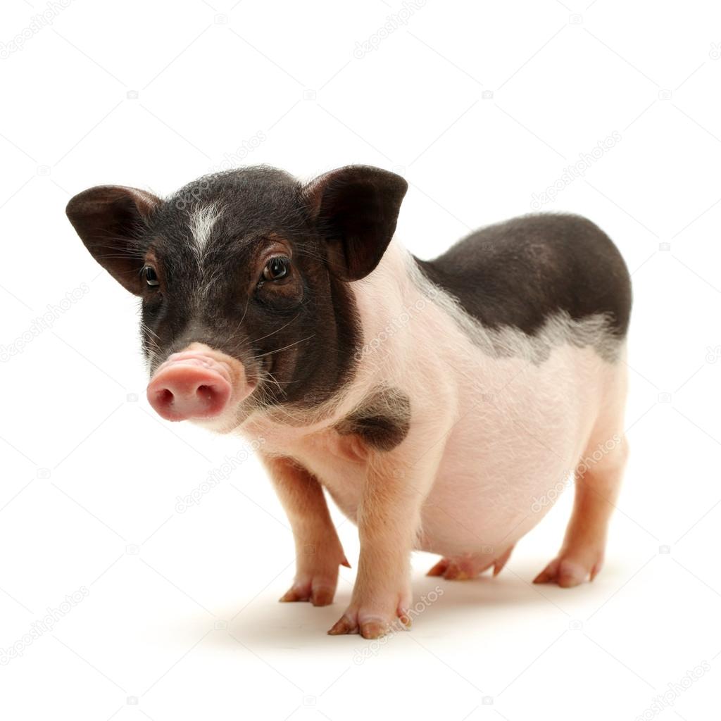 Black and white piglet