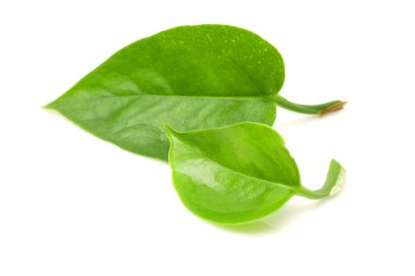 Beyaz arkaplanda iki yeşil yaprak