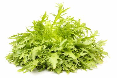 Yeşil taze Sonchus