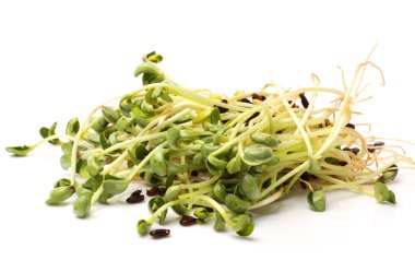 siyah fasulye filizi