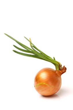 altın soğan sebze çiçek soğanı