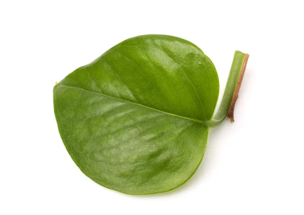 1枚の緑の葉 — ストック写真