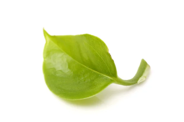 One Green Leaf — Stock Photo, Image