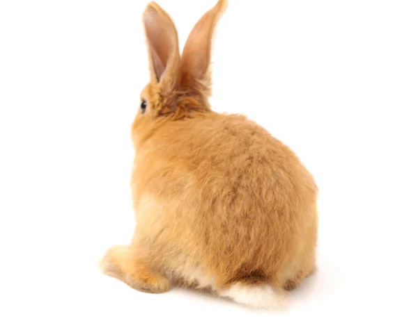Conejo peludo —  Fotos de Stock