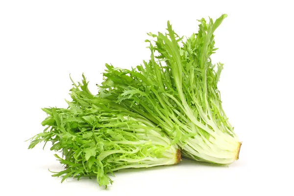 Grüner frischer Sonchus — Stockfoto