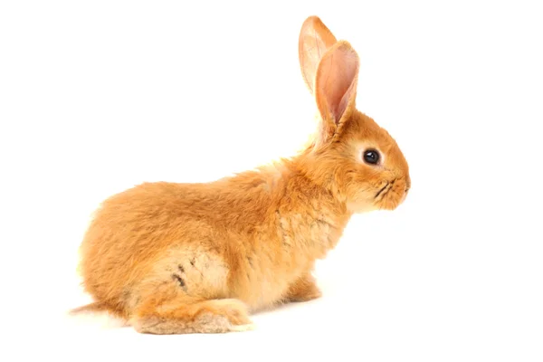 Пухнастий кролик — стокове фото