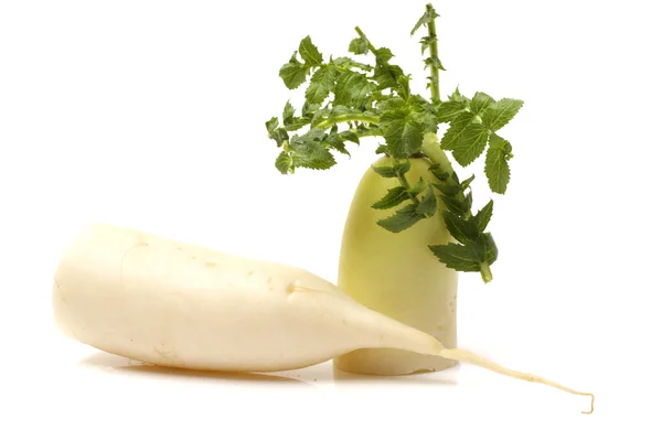 Party loyalty radish — Stock Photo, Image