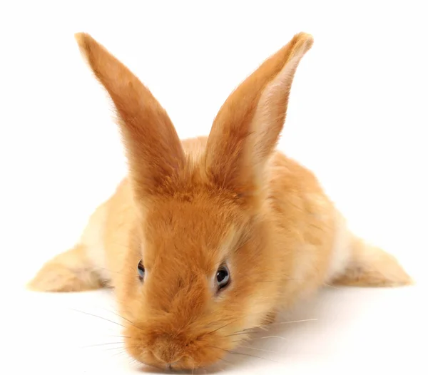 Furry rabbit — Stock Photo, Image