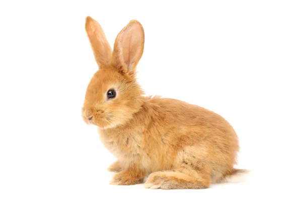 Pelziges Kaninchen — Stockfoto