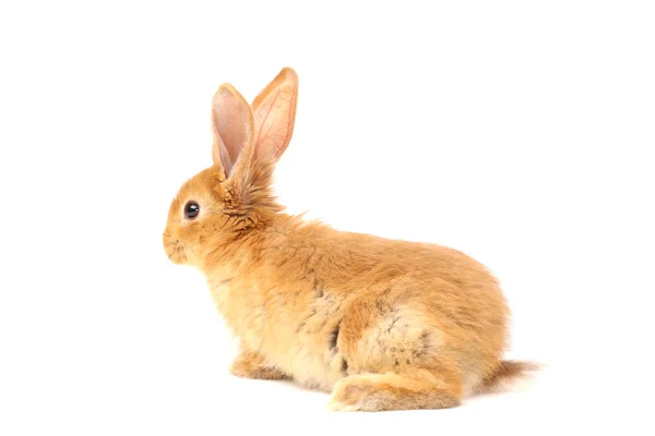 Пушистый кролик — стоковое фото