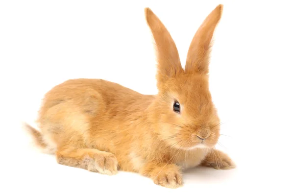 Pelziges Kaninchen — Stockfoto