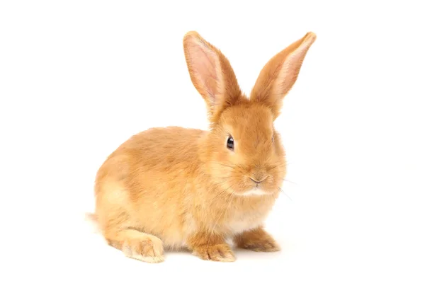 Furry rabbit — Stock Photo, Image