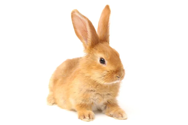 Chlupaté králík — Stock fotografie
