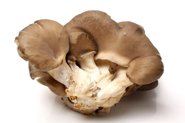 Oyster mushrooms — Stock Photo, Image