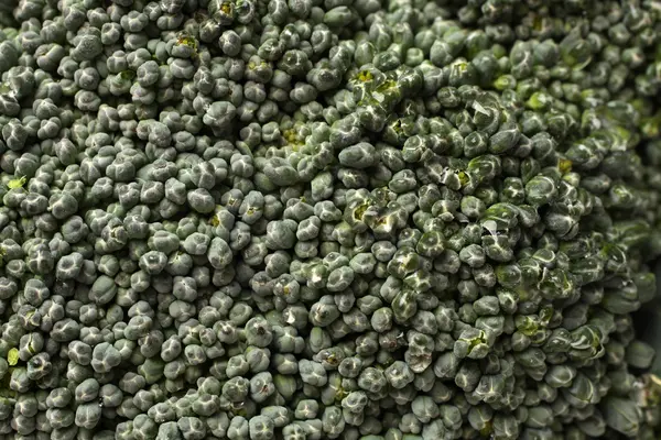 Groene broccoli plantaardige — Stockfoto