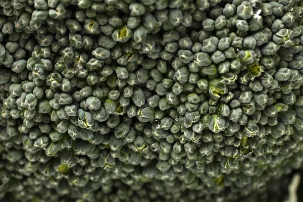Groene broccoli plantaardige — Stockfoto
