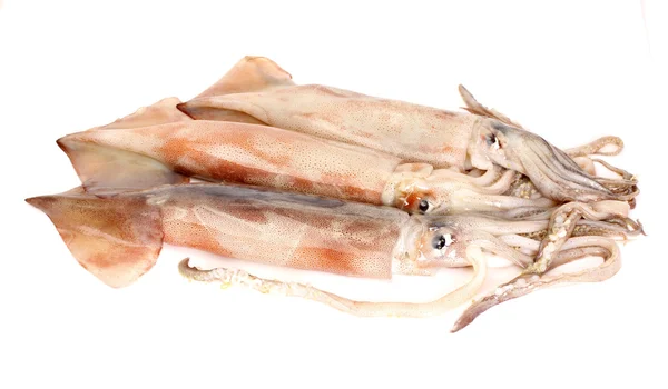 Frisch gefangene Tintenfische — Stockfoto