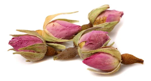 Dried pink roses Stock Photo