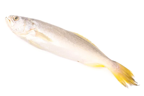 Roher frischer Fisch — Stockfoto