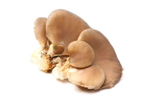 Oesterpaddenstoelen — Stockfoto