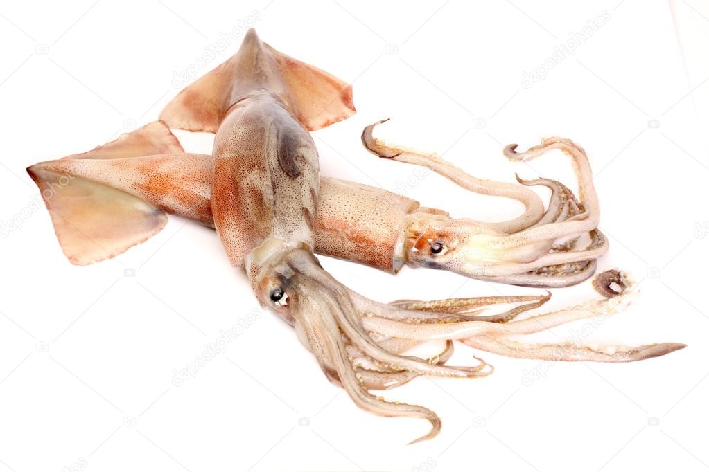 Freshly caught squids
