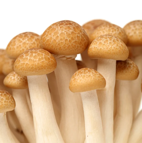 Brown beech mushrooms — Stock Photo, Image