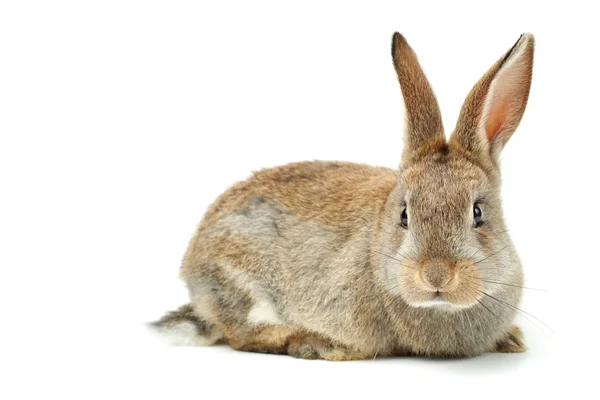 Grijze harige konijn — Stockfoto