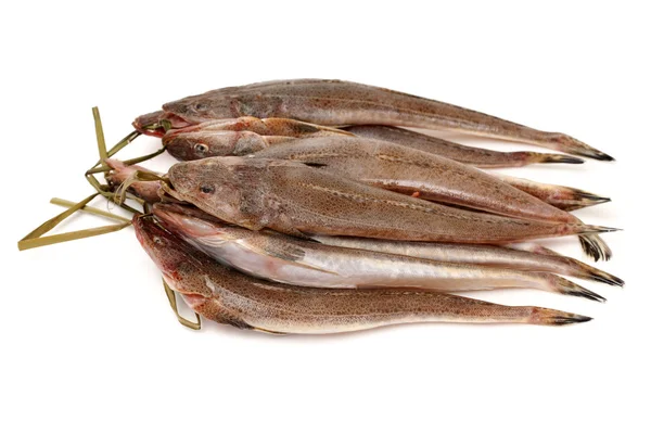 Frischer Flathead-Fisch — Stockfoto