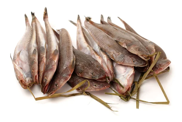 Pescado de cabeza plana fresco — Foto de Stock