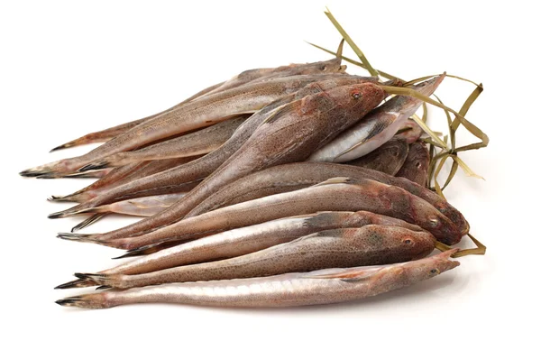 Färska flathead fisk — Stockfoto