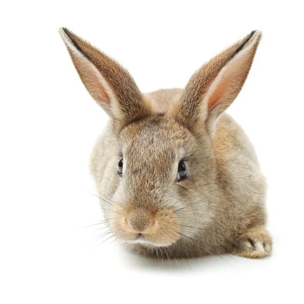 Grey furry rabbit Royalty Free Stock Images
