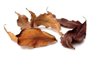 Kuru kahverengi yapraklar