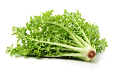 Yeşil taze Sonchus