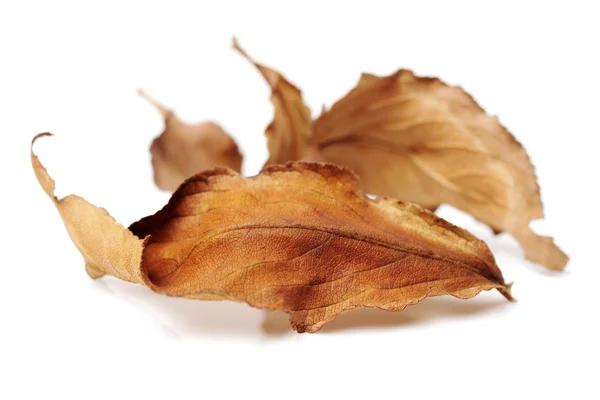 Dry brown leaves — Stock Photo, Image