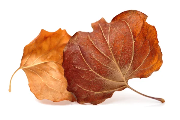 Dry brown leaves — Stock Photo, Image