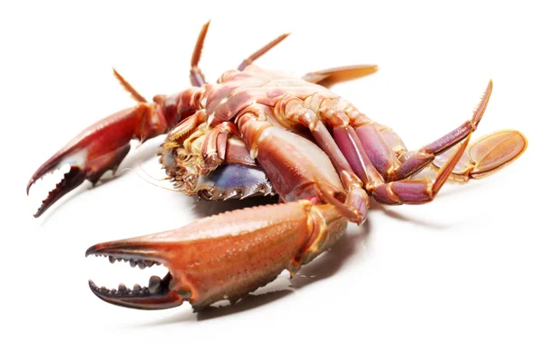 Gekookte krab close-up — Stockfoto