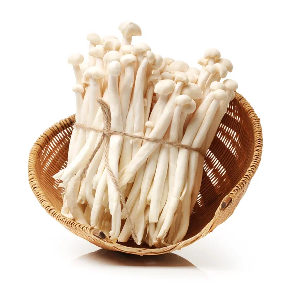 Cogumelos agulha — Fotografia de Stock