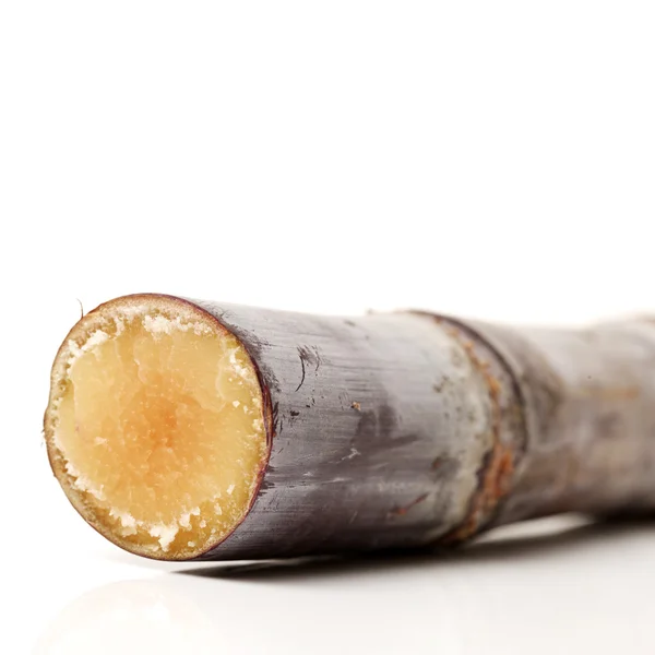 Sugar cane — Stock Photo, Image