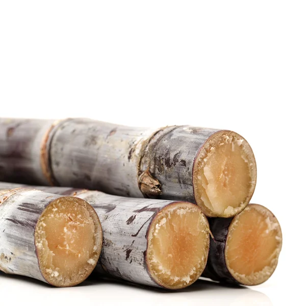 Sugar cane — Stock Photo, Image