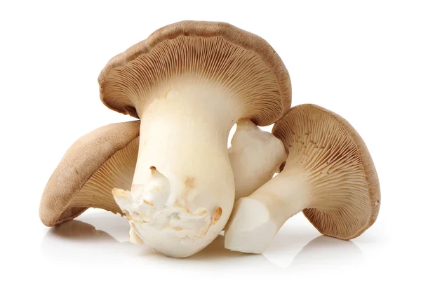 Pochi funghi freschi — Foto Stock
