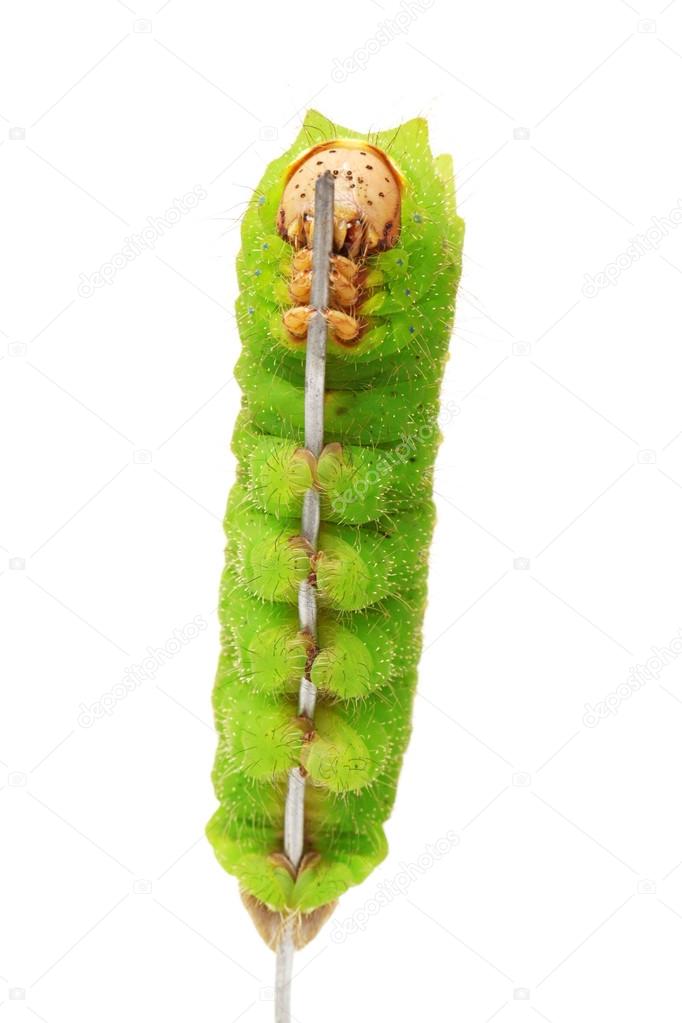 Green silk worm