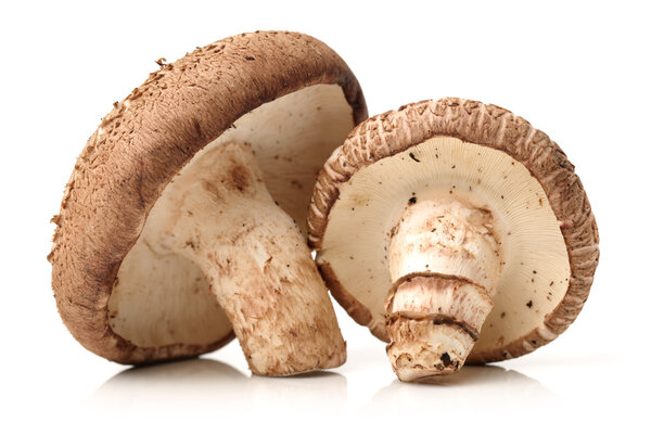 Fresh shiitake mushrooms