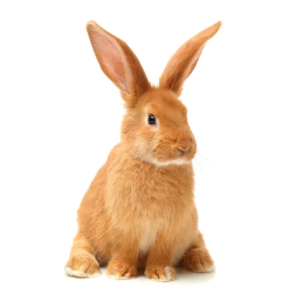 Bunny med stora öron — Stockfoto