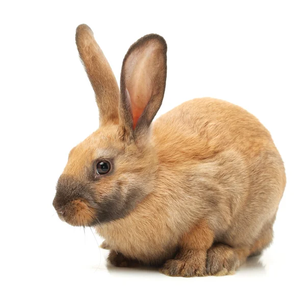 Hase mit großen Ohren — Stockfoto