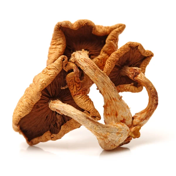 Red pine tree mushrooms — Stock Photo, Image