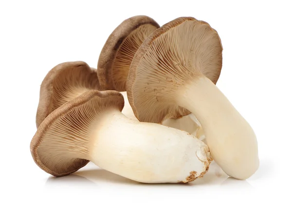 Funghi King Oyster — Foto Stock