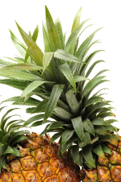 成熟的新鲜菠萝 — 图库照片