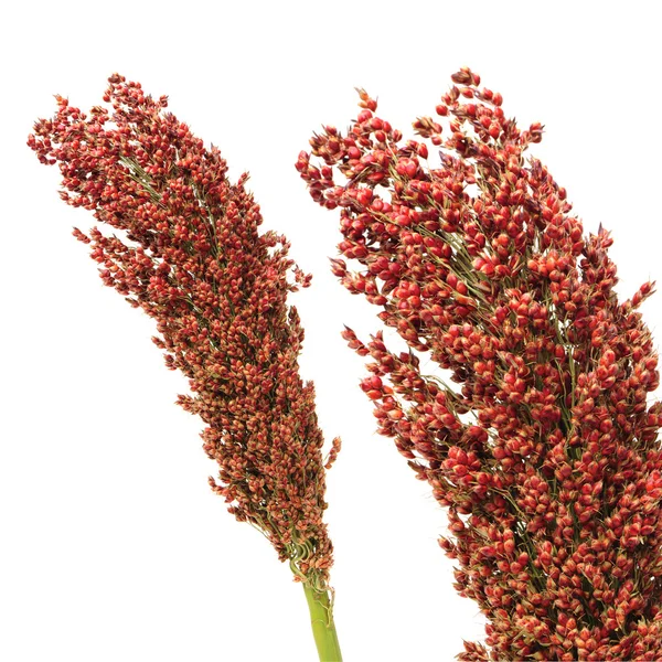 Čirok rostlina s jeho semena — Stock fotografie