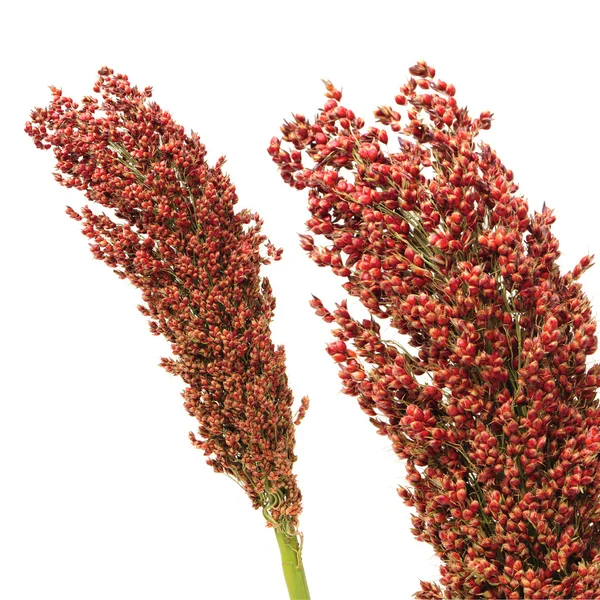 Planta de sorgo com suas sementes — Fotografia de Stock